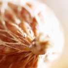 Fresh italian Salami — Stock Photo