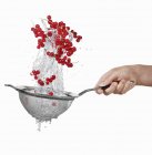 Human hand washing redcurrants in sieve — Stock Photo