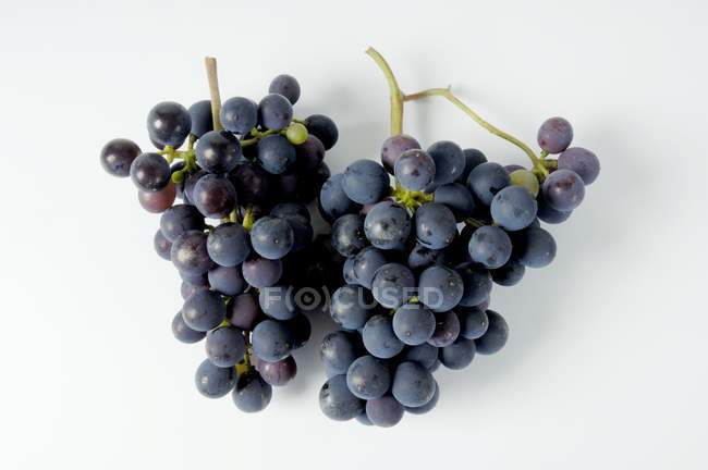 Bunches of Sptburgunder black grape — Stock Photo