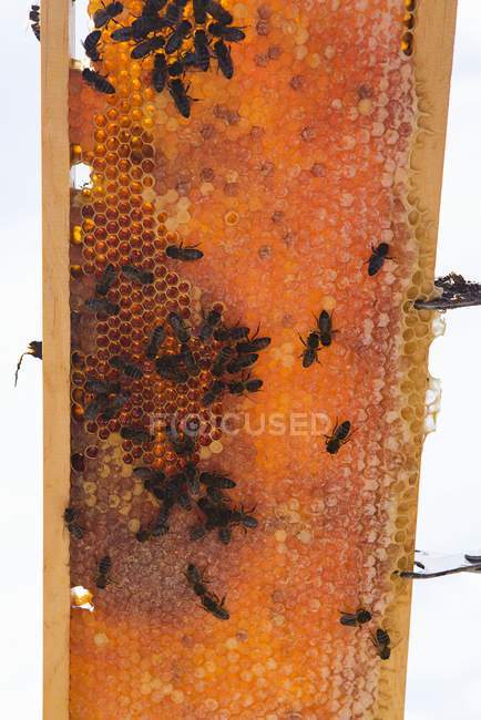Bees on a honeycomb in frame — Stock Photo