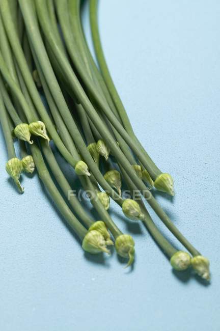 Green Garlic chives — Stock Photo