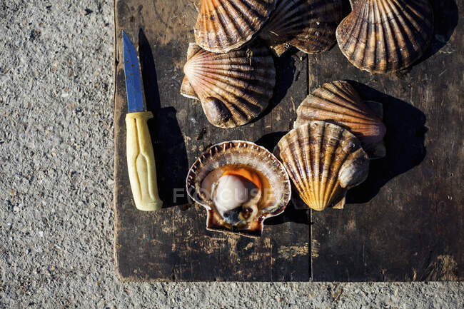 Vieiras em uma placa de madeira — Fotografia de Stock