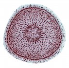 Cells undergoing mitosis — Stock Photo