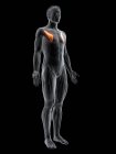 Abstract male figure with detailed Pectoralis minor muscle, digital illustration. — Stock Photo