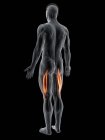 Abstract male body with detailed Biceps femoris longus muscle, computer illustration. — Stock Photo