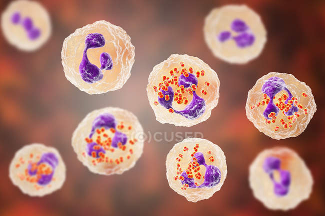 Digital illustration of Neisseria gonorrhoeae bacteria inside neutrophil white blood cells. — Stock Photo