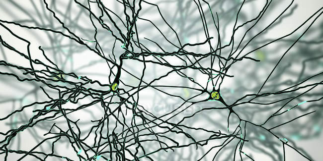Digital illustration of pyramidal nerve cells from cerebral cortex of brain. — Stock Photo