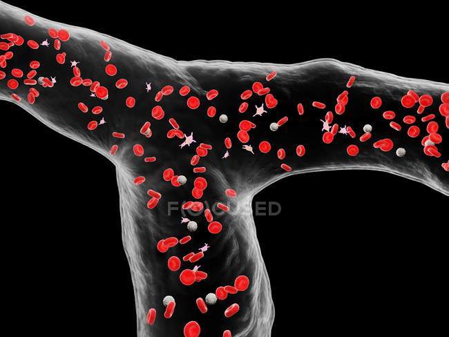 Abstract blood vessel with white and red blood cells, digital illustration. — Stock Photo
