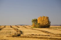 Árboles de grupo en otoño - foto de stock