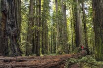 Man standing in the Redwood Forests of Northern California, California, United States of America — Stock Photo