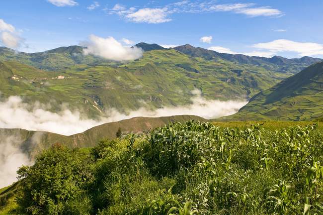 Collines verdoyantes avec plantes — Photo de stock