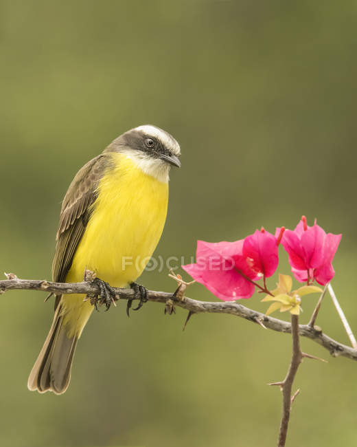 Great kiskadee perched on a tree branch with red foliage — Stock Photo