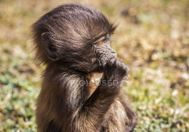 Gelada baby (Theropithecus gelada), Simien National Park; Amhara Region, Ethiopia — Stock Photo