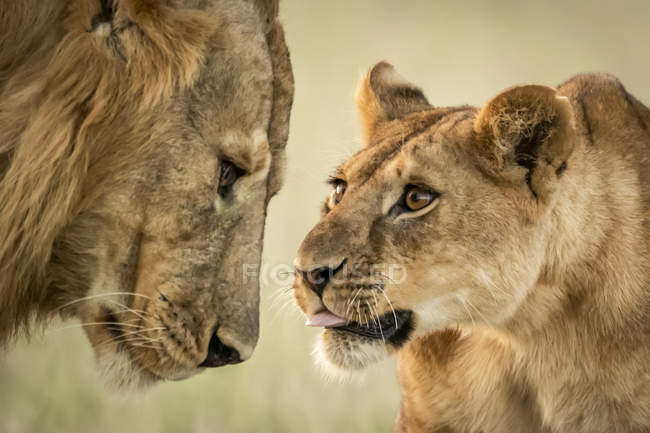 Scenic view of majestic lions at wild nature — Stock Photo