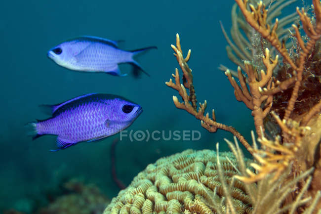 Blue chromises swimming over corals — Stock Photo
