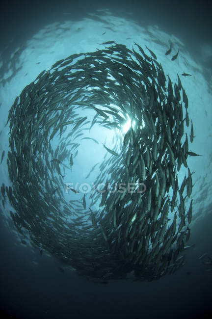 Circular flock of trevally fish — Stock Photo