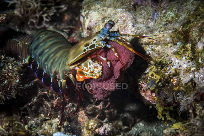 Peacock mantis shrimp carrying eggs — Stock Photo