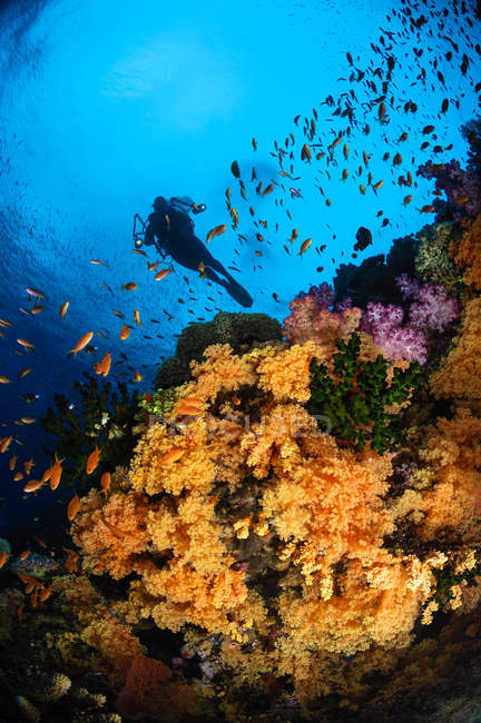Diver swimming over soft coral reef — Stock Photo