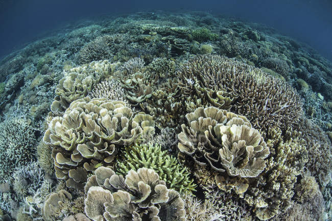 Reef-building corals in shallow water — Stock Photo