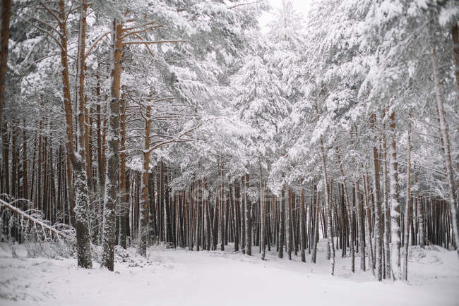 Trees in the forest with snow — Stock Photo