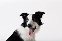 Close up of border collie dog panting face — Stock Photo