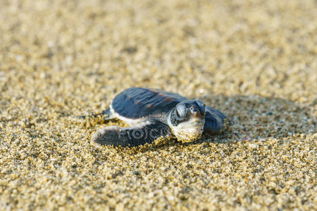 , turtle in the sand on the beach — Stock Photo