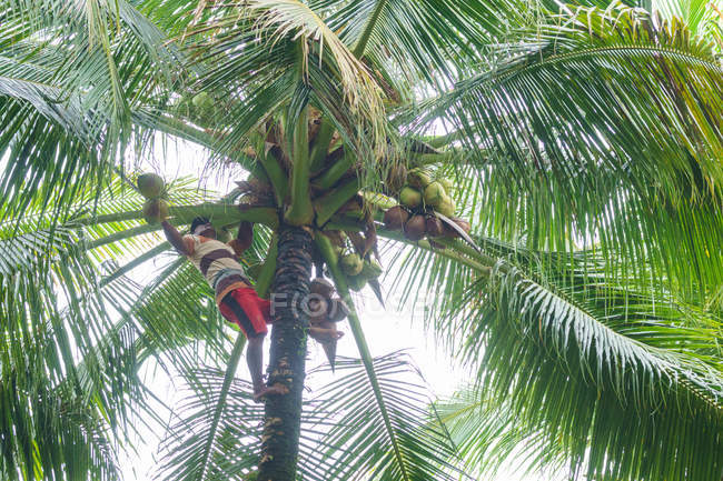 Indonesia, Maluku Utara, Kabul Pulau Morotai, native at coconut harvest in palm groves of Morotai on northern Molikken — Stock Photo