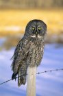 Gran búho gris posado en el poste de la cerca en el prado nevado . - foto de stock