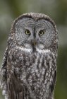 Retrato de un gran búho gris adulto mirando en cámara . - foto de stock