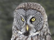 Retrato de un gran búho gris adulto al aire libre . - foto de stock