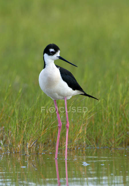 Black-necked stilt wading in swamp water — Stock Photo
