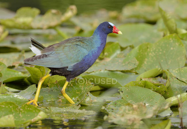 Purple gallinule swamphen walking on lily pads in marsh. — Stock Photo