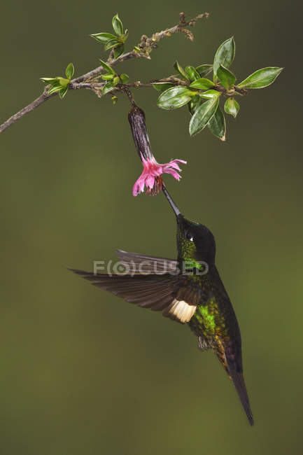 Buff-winged starfrontlet flying and feeding at flowering plant in forest. — Stock Photo