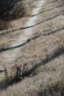 Close-up of seasonal dried grass on land — Stock Photo