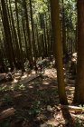 Male cyclist cycling in forest in sunlight — Stock Photo
