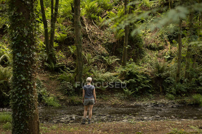Rear view of woman standing in the forest — Stock Photo