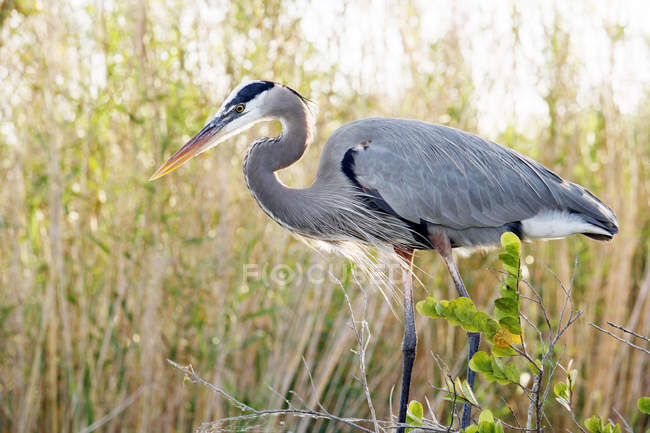 Stork against grass, selective focus — Stock Photo