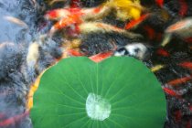 Tranquil scene with green water plant leaf and goldfish in pond — Stock Photo