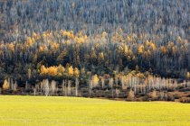 Beautiful winter birch forest at Heilongjiang province, Greater Khingan Range, China — Stock Photo