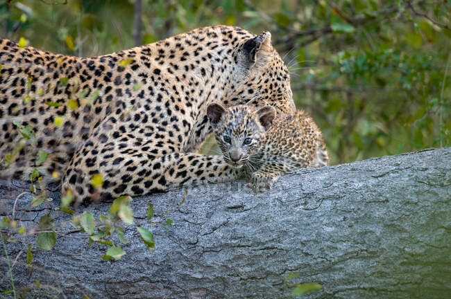Um leopardo e seu filhote, Panthera pardus, deitam-se juntos em um tronco enquanto o leopardo limpa seu filhote — Fotografia de Stock