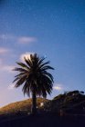 Palm tree on hills slope on background of starry sky — Stock Photo