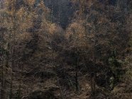 Aerial view of trees growing on slope of mountain in calm light — Stock Photo