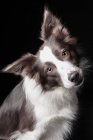 Portrait of amazing border collie dog tilting head and looking in camera on black background. — Stock Photo