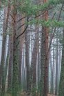 Amazing scenery of tall pine trees covered with moss growing in thick woodland on misty day in autumn — Stock Photo