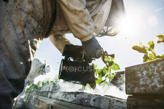 Imker sammeln Honig — Stockfoto