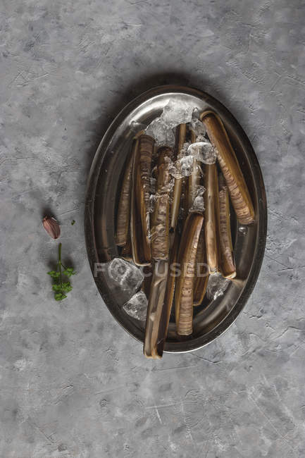 Plate of raw razor clams on ice on grey surface — Stock Photo
