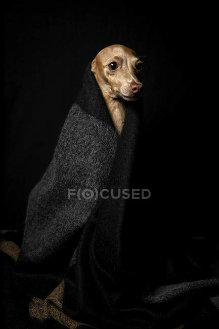 Little Italian greyhound dog disguised in costume on dark background, studio shot. — Stock Photo