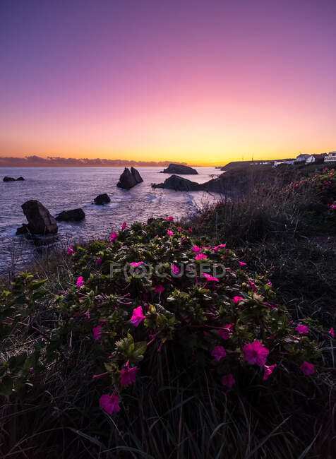 From above wonderful scenery of pink flowers blooming on rocky seashore of Costa Brava — Stock Photo