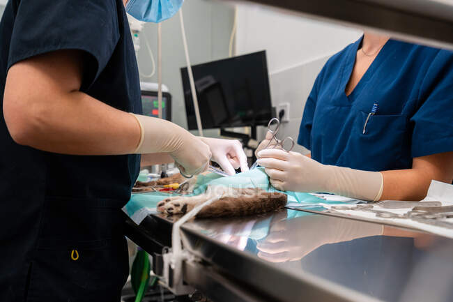 Crop unrecognizable female vet with coworker in uniform standing at medical table with cat and tools during surgery — Stock Photo