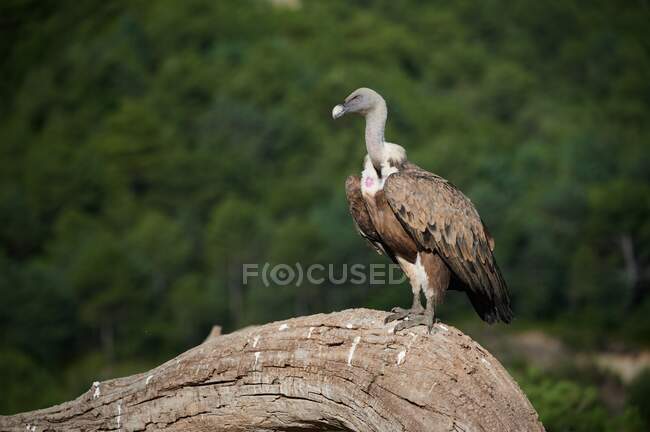 Brown feathered griffon vulture sitting on tree trunk on sunny day in Pyrenees — Stock Photo